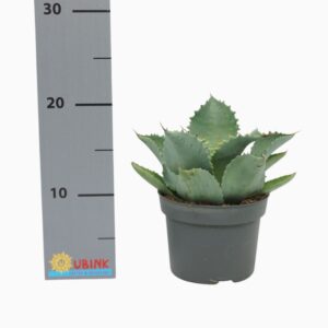 Sukulent Agawa Potatorum roślina do terrarium dla gadów pustynnych