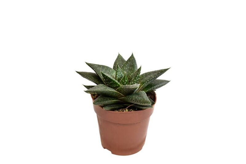 Sukulent Gasteria Hippo do terrarium dla gadów pustynnych