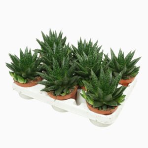 Sukulent Gasteria D due roślina do terrarium dla gadów pustynnych