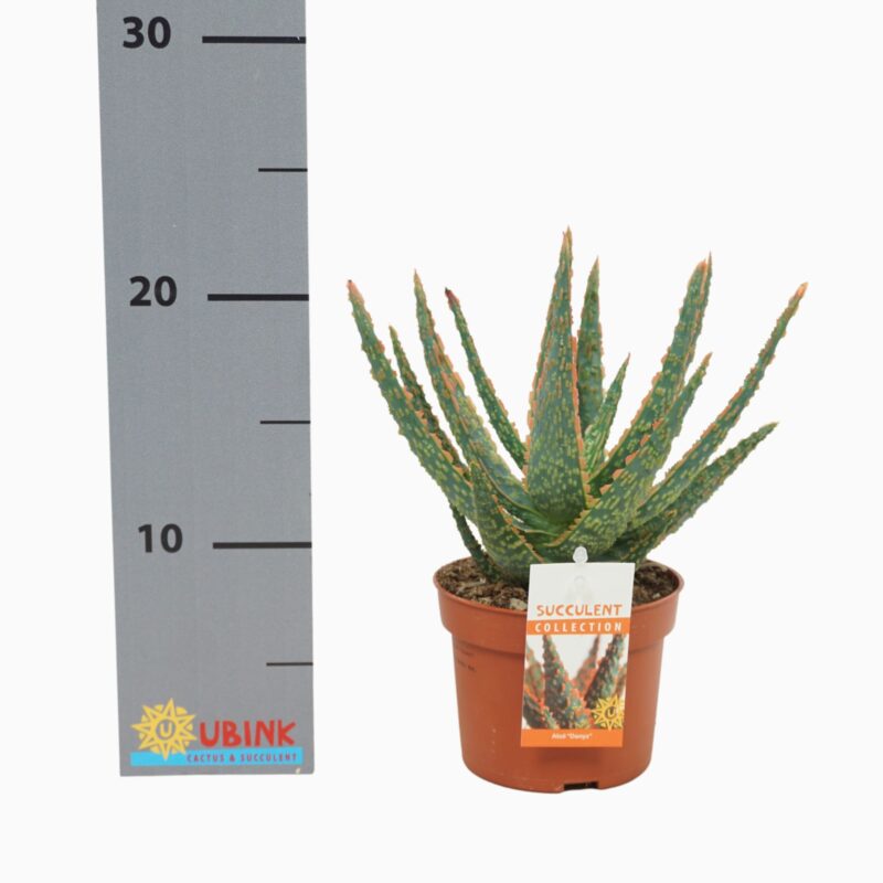 Sukulent Aloe Dannyz roślina do terrarium dla gadów pustynnych