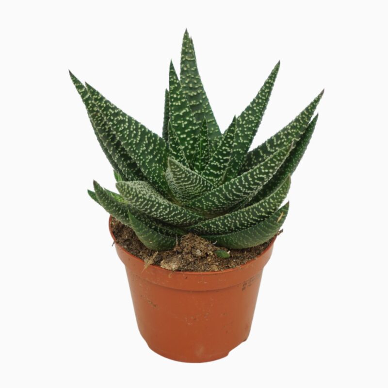 Sukulent Gasterhaworthia Roy High roślina do terrarium dla gadów pustynnych