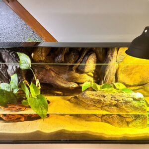 Epipremnum Scindapsus Golden Pothos roślina do terrariów tropikalnych dla gadów
