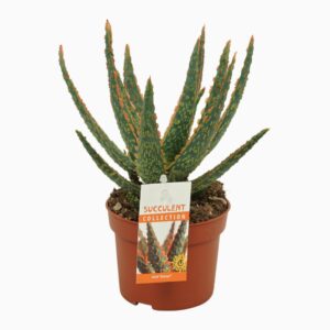 Sukulent Aloe Dannyz roślina do terrarium dla gadów pustynnych