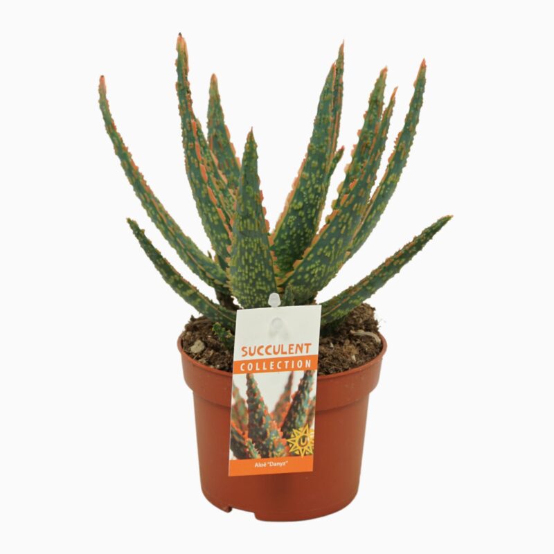 Sukulent Aloe Dannyz roślina do terrarium dla gadów pustynnych