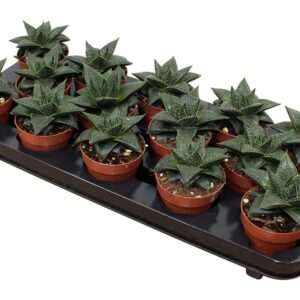 Sukulent Gasteria Hippo do terrarium dla gadów pustynnych