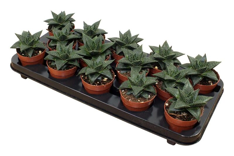 Sukulent Gasteria Hippo do terrarium dla gadów pustynnych