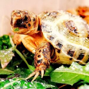 Żółwie stepowe Testudo Horsfieldii z 2023r.