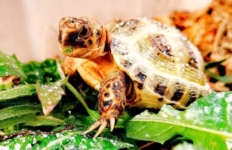Żółwie stepowe Testudo Horsfieldii z 2023r.