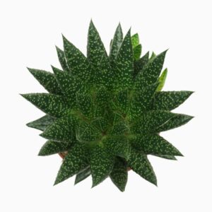 Sukulent Gasteria D due roślina do terrarium dla gadów pustynnych
