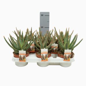 Sukulent Aloe Dannyz roślina do terrarium dla gadów pustynnych