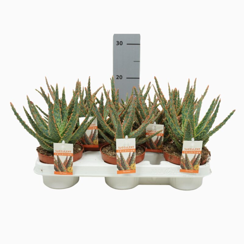 Sukulent Aloe Dannyz roślina do terrarium dla gadów pustynnych