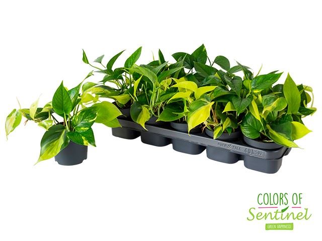 Epipremnum Scindapsus Mix w doniczce tricolore roślina do terrariów tropikalnych
