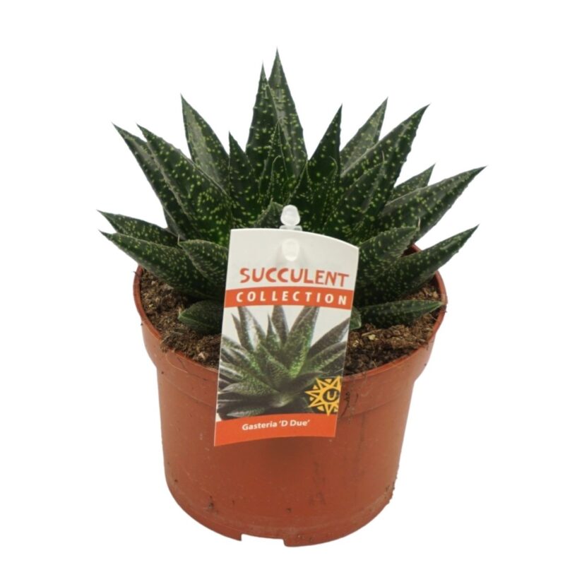 Sukulent Gasteria D due roślina do terrarium dla gadów pustynnych