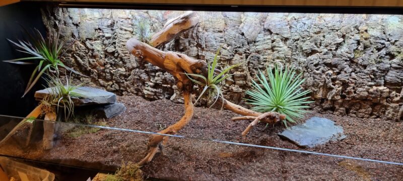Sukulent Gasteria Hippo do terrarium dla gadów pustynnych