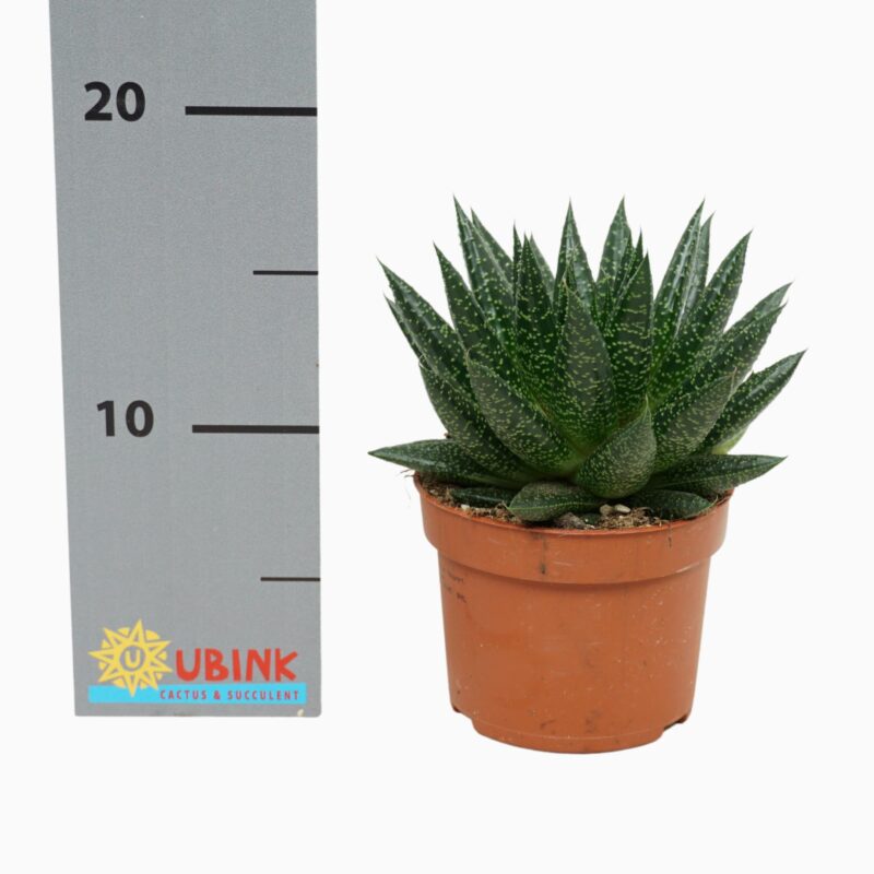 Sukulent Gasteria D due roślina do terrarium dla gadów pustynnych