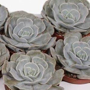 Sukulent Echeveria 'Pollux' roślina do terrarium dla gadów pustynnych