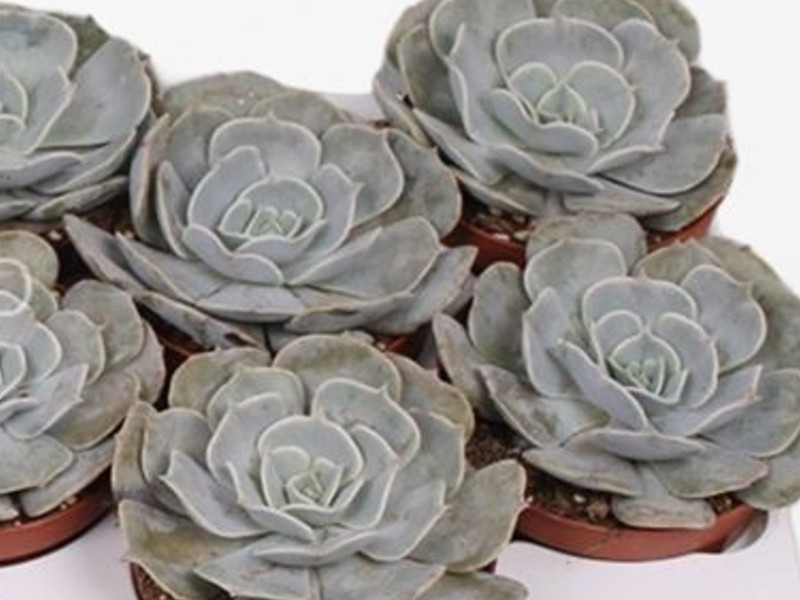 Sukulent Echeveria 'Pollux' roślina do terrarium dla gadów pustynnych