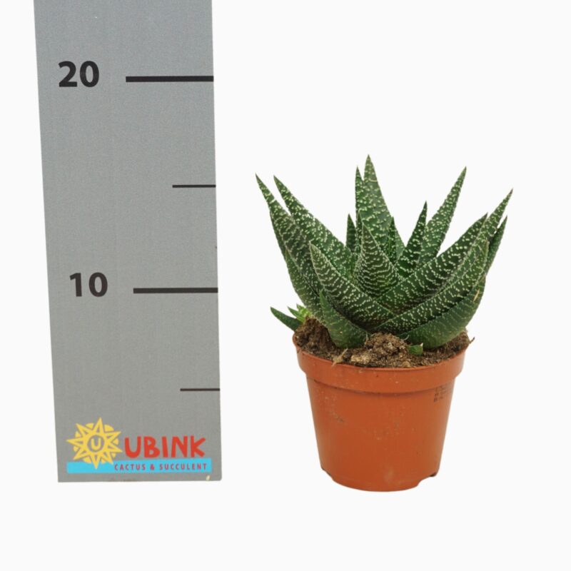 Sukulent Gasterhaworthia Roy High roślina do terrarium dla gadów pustynnych
