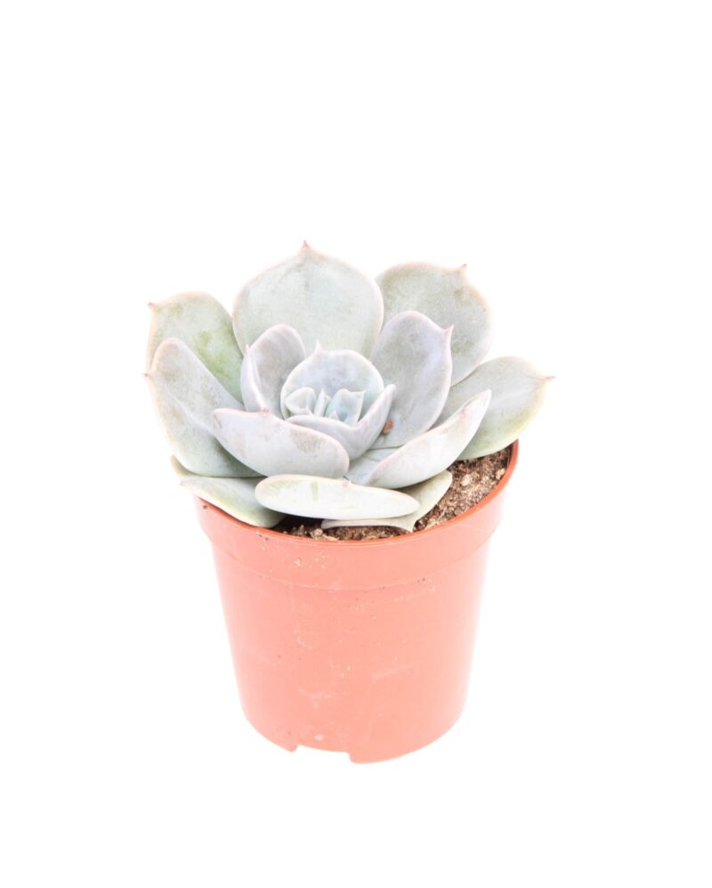 Sukulent Echeveria 'Pollux' roślina do terrarium dla gadów pustynnych