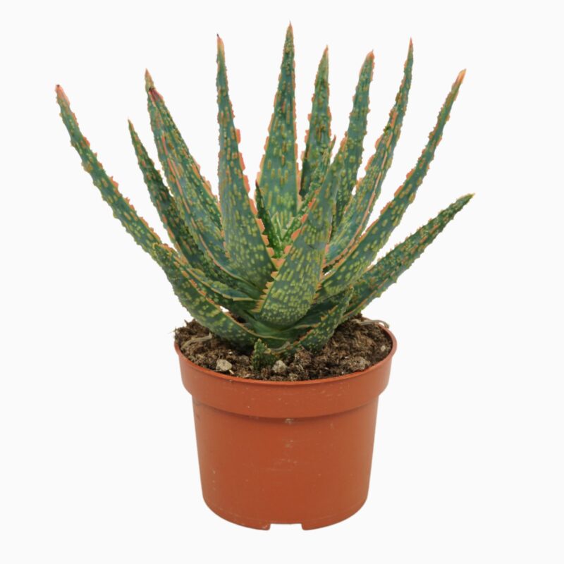 Sukulent Aloe Dannyz roślina do terrarium dla gadów pustynnych