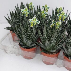 Sukulent Aloe 'Tiki Tahi' roślina do terrarium dla gadów pustynnych