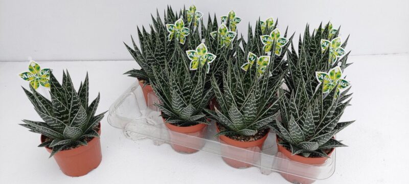 Sukulent Aloe 'Tiki Tahi' roślina do terrarium dla gadów pustynnych