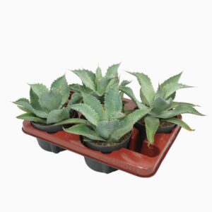 Sukulent Agawa Potatorum roślina do terrarium dla gadów pustynnych