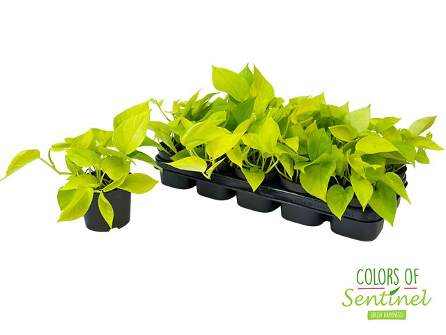 Epipremnum Scindapsus Golden Pothos roślina do terrariów tropikalnych dla gadów