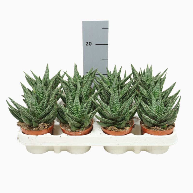 Sukulent Gasterhaworthia Roy High roślina do terrarium dla gadów pustynnych