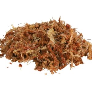 Terrarienmoos Mech do terrarium (Hypnum) 100g