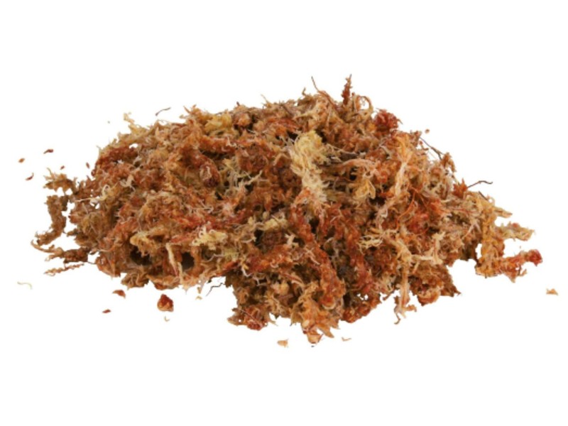 Terrarienmoos Mech do terrarium (Hypnum) 100g