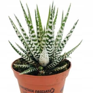 Repti-Zoo RHK04S Terrarium dla żaby, skorupiaków 45x45x45cm