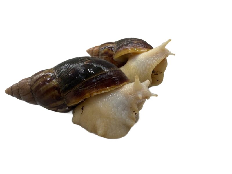 Ślimak afrykański olbrzymi Lissachatina Achatina fulica
