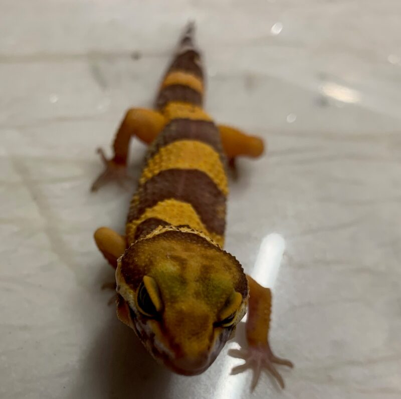 Gekon Lamparci Eublepharis macularius 02/2025
