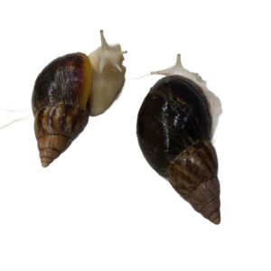 Ślimak afrykański olbrzymi Lissachatina Achatina fulica