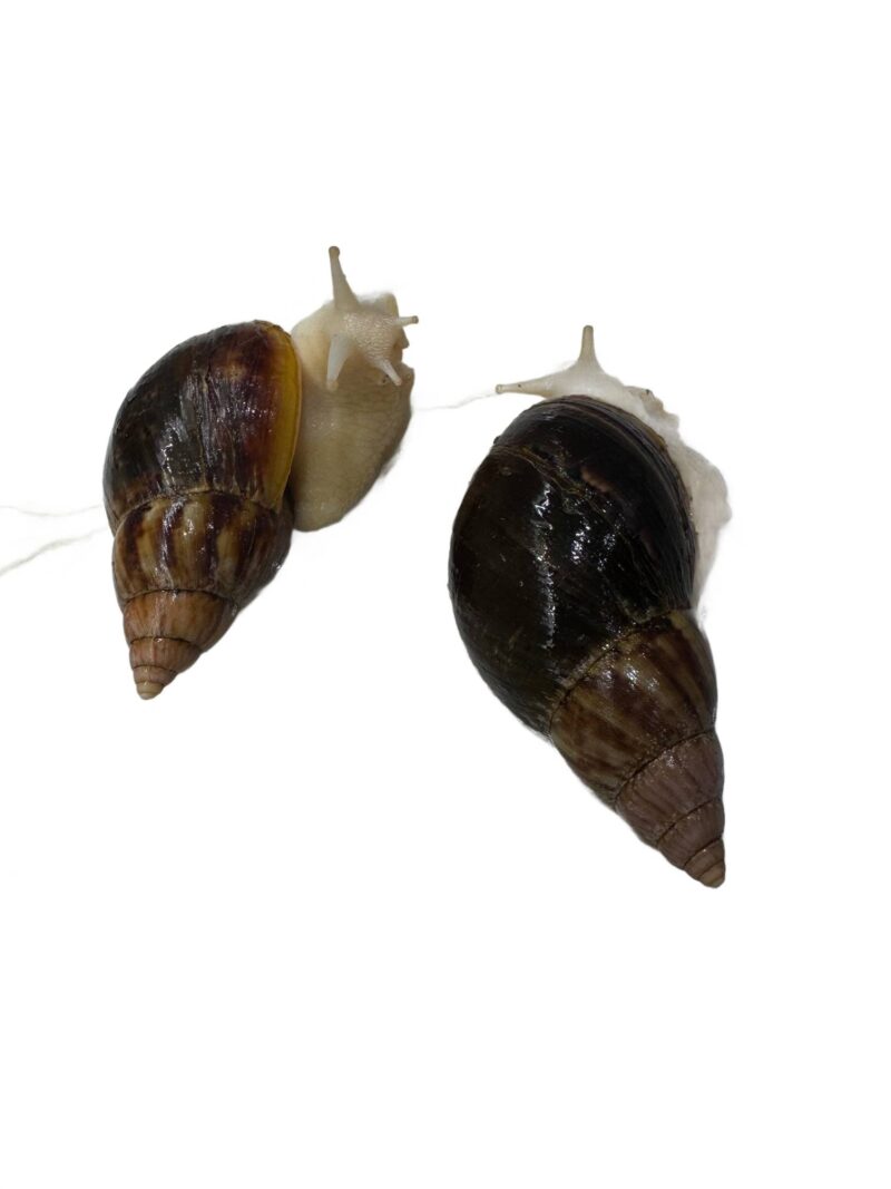 Ślimak afrykański olbrzymi Lissachatina Achatina fulica