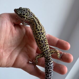 Gekon Lamparci Eublepharis macularius 02/2025