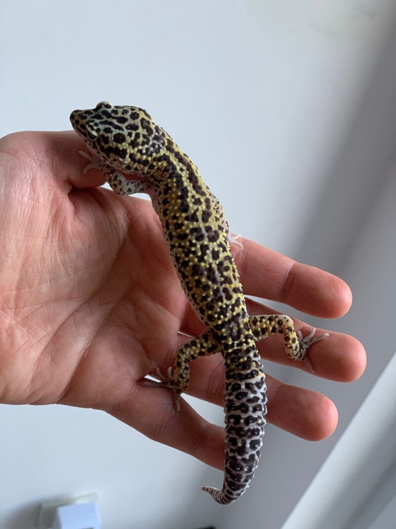 Gekon Lamparci Eublepharis macularius 02/2025