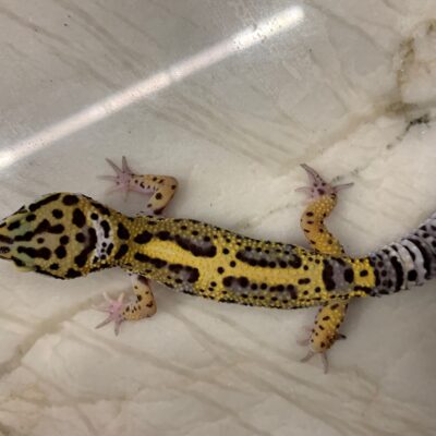 Gekon Lamparci Eublepharis macularius 02/2025