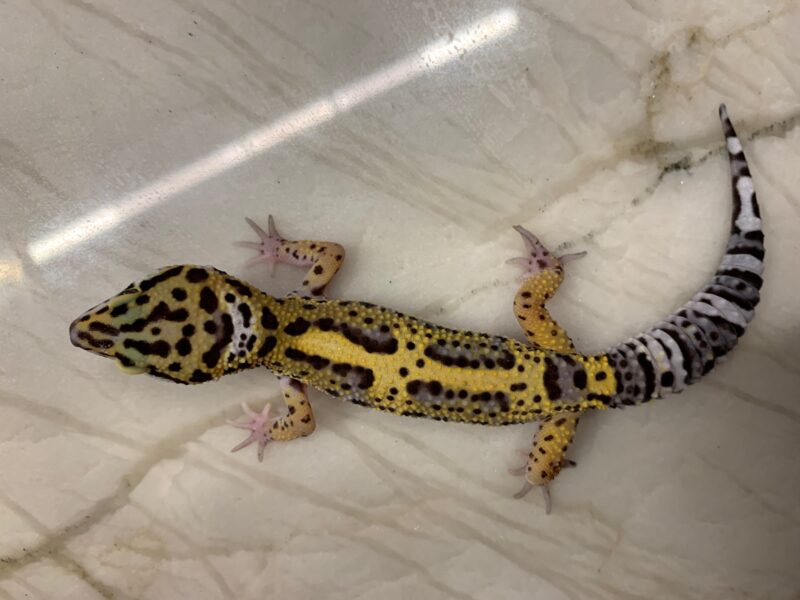 Gekon Lamparci Eublepharis macularius 02/2025