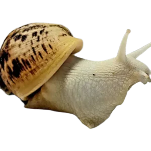 Achatina Reticulata Albino