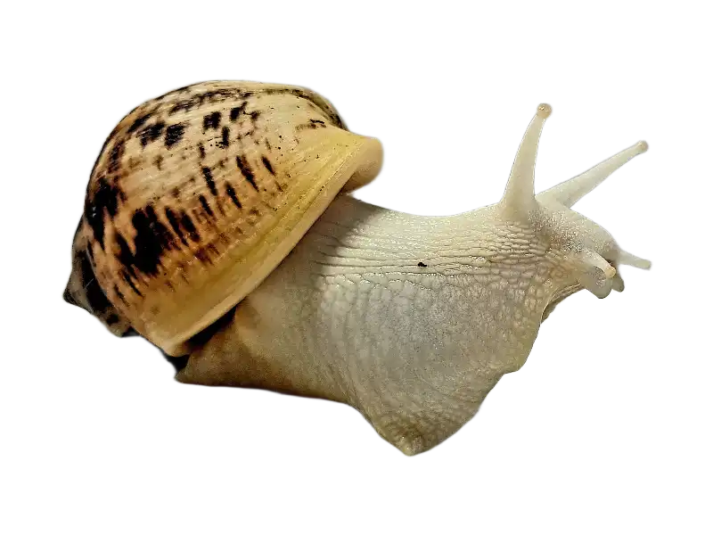Achatina Reticulata Albino