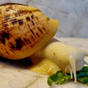 Ślimak afrykański olbrzymi Achatina reticulata albino