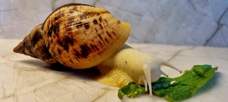 Ślimak afrykański olbrzymi Achatina reticulata albino