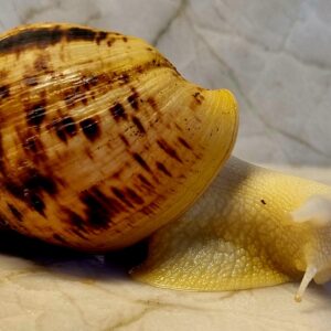 Ślimak afrykański olbrzymi Achatina reticulata albino