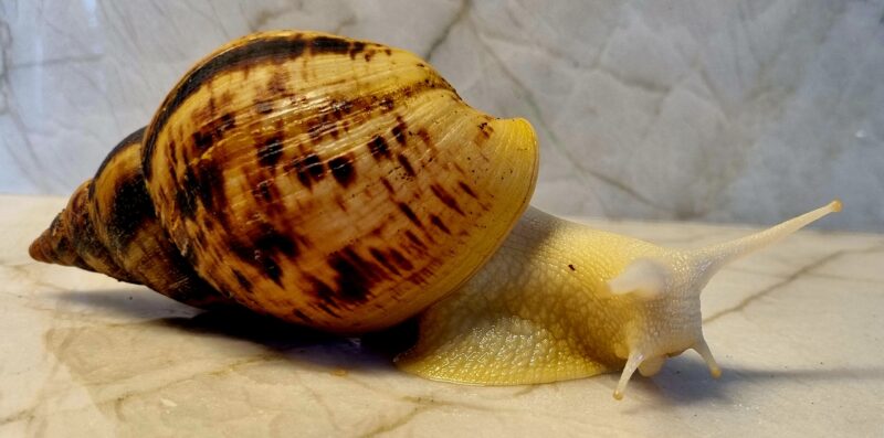 Ślimak afrykański olbrzymi Achatina reticulata albino