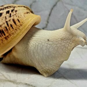 Patyczak rogaty Medauroidea extradentata