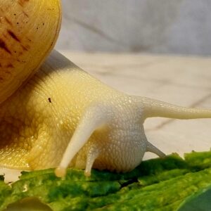 Ślimak afrykański olbrzymi Achatina reticulata albino