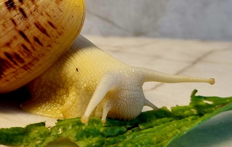 Ślimak afrykański olbrzymi Achatina reticulata albino