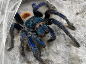 Jakie terrarium dla pająka wybrać?pająk blue